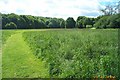 Cheyne Walk Open Space, Grange Park