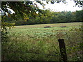 Field next to Bridleway leading to Rowbarns Manor