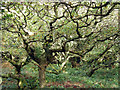 SW7843 : Old oak wood near Goodern Manor Farm by Sheila Russell
