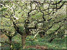 SW7843 : Old oak wood near Goodern Manor Farm by Sheila Russell