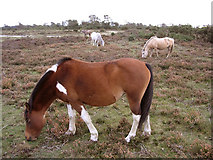 SU3400 : Ponies grazing on Hatchet Moor, New Forest by Jim Champion