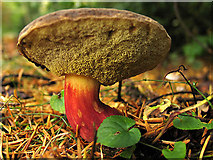ST8490 : Fungus or Mushroom at the Westonbirt Arboretum by Pam Brophy