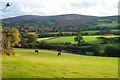 Fields near Corndon - Dartmoor