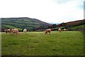 SX7086 : Nattadon cattle - Devon by Fiona Avis