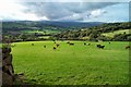 Howton cattle - Moretonhampstead