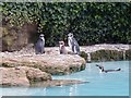 TQ1762 : Penguins at Chessington World of Adventures by Hywel Williams