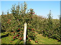 TQ6841 : Apple Orchard by N Chadwick
