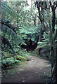 V7162 : Rossdohan: some Australasia tree-ferns. by Dr Charles Nelson