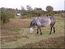 SU2903 : Ponies grazing on Black Knowl heath, New Forest by Jim Champion
