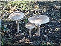 Parasol Mushrooms