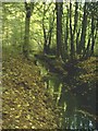 Stream in Bromley Green Woods