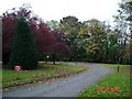 Autumn trees in Colwyn