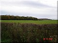 Hedgerow off A55