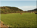 Pasture, Ystwyth valley