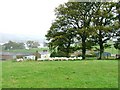 Green Sheep With Cross Dormont Farm Behind.