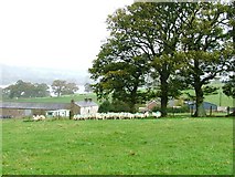 NY4622 : Green Sheep With Cross Dormont Farm Behind. by Mick Garratt