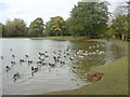 Canada Geese on Newsham Park Lake