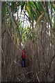 Inside the Miscanthus.