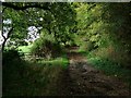 Footpath to Downham Rd