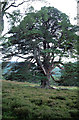 NO0790 : The oldest pine tree on the Mar Lodge estate by Peter Ward