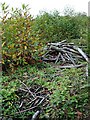 Chestnut coppice