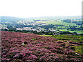 Heather on Addycombe hill above Rothbury