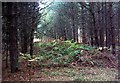 SK6062 : Site of WW1 trenches, Sherwood Pines Forest Park by Lynne Kirton