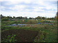 Allotments behind Estcourt Road