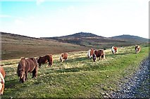 SX5892 : Dartmoor ponies by Richard Knights