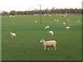 A field of sheep