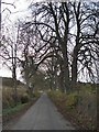 Tree-lined road