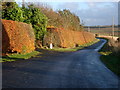 Hedge at Fawside Lodge