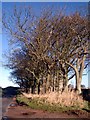 Trees edging the road near Cartington