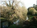 River Wensum from Sweetbriar Road