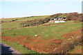 Exmoor: Warren Farm