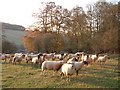 Sheep between Nettleden & Little Gaddesden