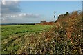 Crop Field