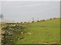 Deer at  South Kirktonmoor Farm, Near Eaglesham