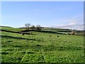 Gabwell field - South Devon