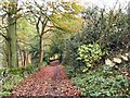 Carpet of Leaves