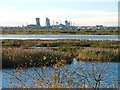 Bird Reserve, Saltholme Marshes