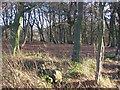 NS8874 : Beechwood on the edge of Gardrum Moss. by Richard Webb