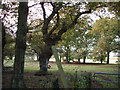 Footpath from Coneyburrow Lane to Whydown East Sussex