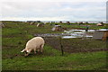 Pigs near Lower Auchenreath