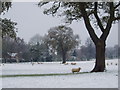 Astle Park in winter