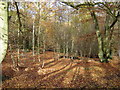 TQ0691 : Rickmansworth: Bishop's Wood Country Park by Nigel Cox