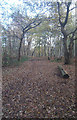 Bridleway on Fairmile Common