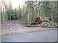 Birches Copse, Verwood, Dorset