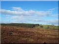 Approaching Newlands Wood