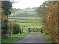 Horses in a field